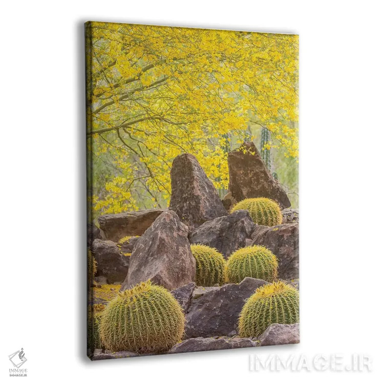 تابلو دکوراتیو Arizona, Desert Botanic Garden. Cactus garden and rocks.,آمر… اثر جینز گالری - نمای پرسپکتیو محصول