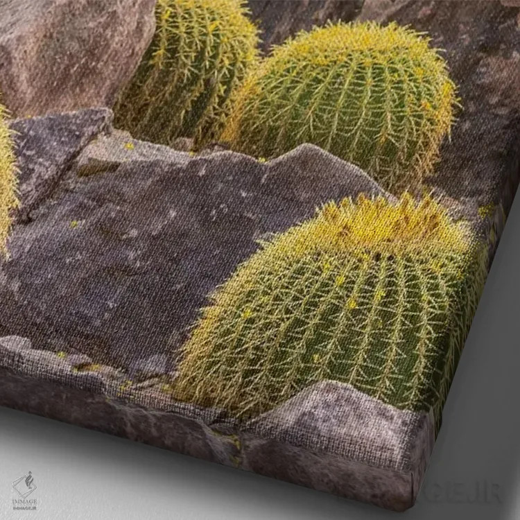 تابلو دکوراتیو Arizona, Desert Botanic Garden. Cactus garden and rocks.,آمر… اثر جینز گالری - نمای نزدیک بافت بوم