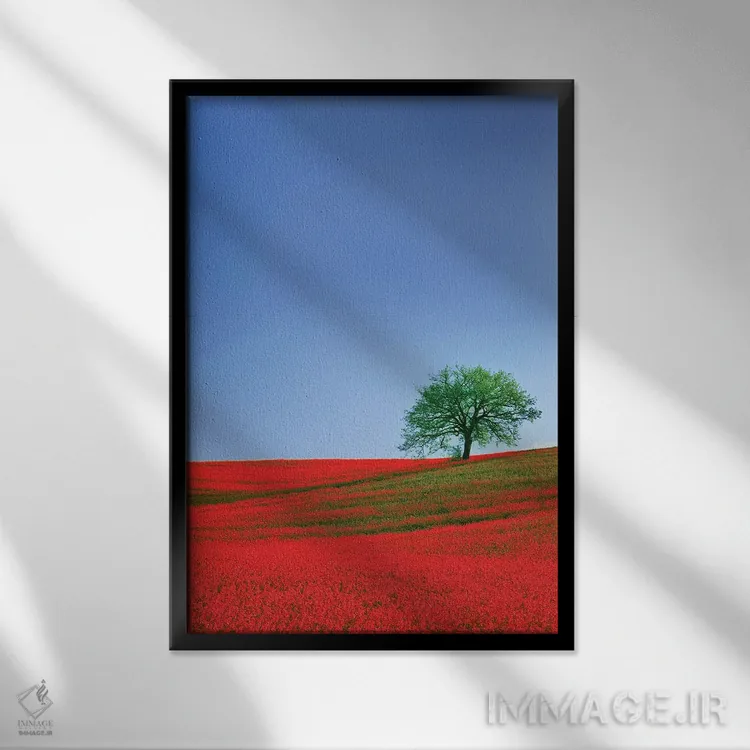 تابلو دکوراتیو Tuscany. Abstract of oak tree on red flower-covered hillside… اثر جینز گالری - نمای قابدار مشکی