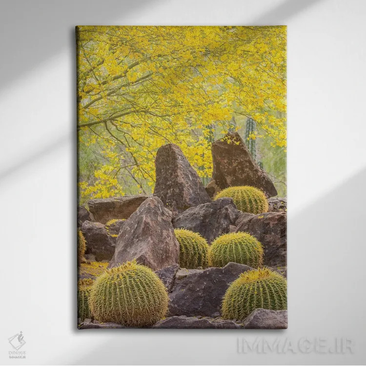 تابلو دکوراتیو Arizona, Desert Botanic Garden. Cactus garden and rocks.,آمر… اثر جینز گالری - نمای روبهرو روی دیوار