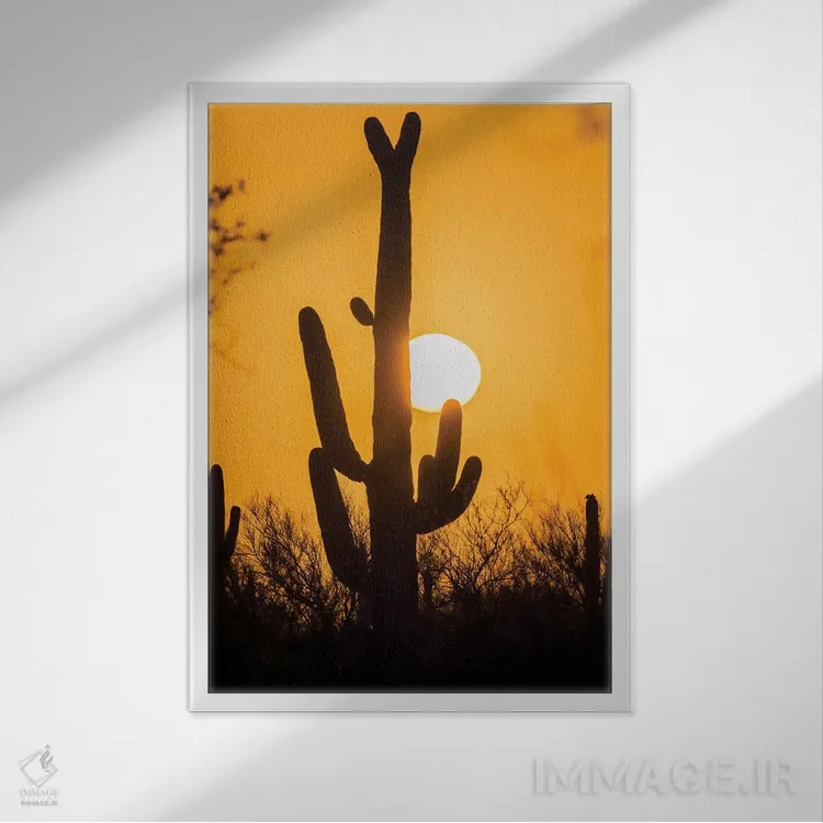 تابلو دکوراتیو Arizona, Saguaro National Park. Saguaro cactus at sunset.,آم… اثر جینز گالری - نمای قابدار سفید
