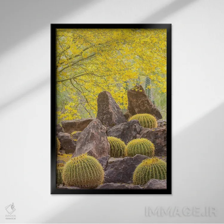 تابلو دکوراتیو Arizona, Desert Botanic Garden. Cactus garden and rocks.,آمر… اثر جینز گالری - نمای قابدار مشکی