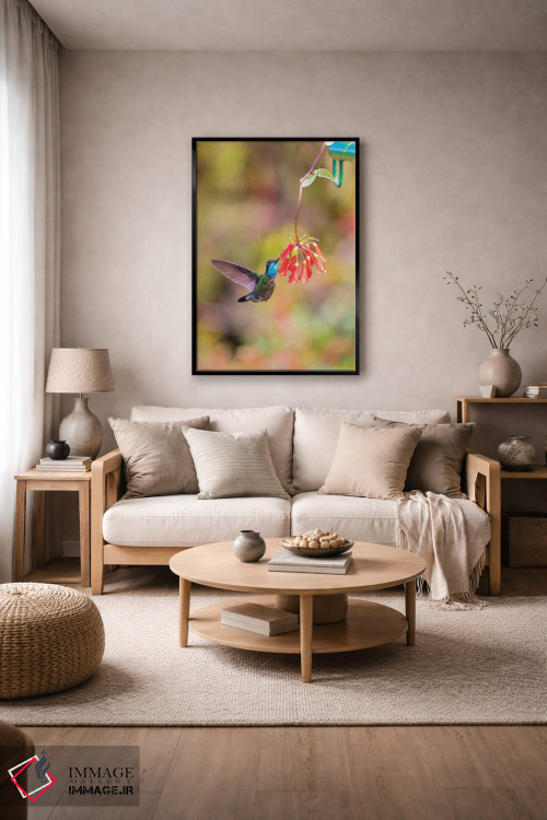 تابلو دکوراتیو Costa Rica. Male talamanca hummingbird feeding.,آمریکای مرکز… اثر جینز گالری - D5B