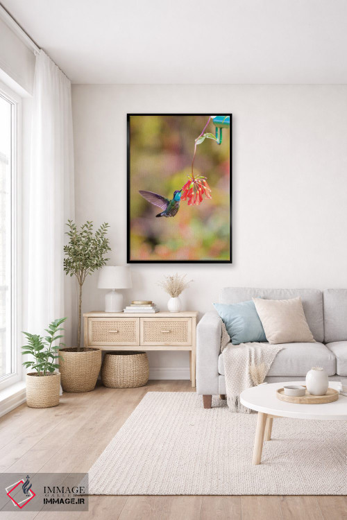 تابلو دکوراتیو Costa Rica. Male talamanca hummingbird feeding.,آمریکای مرکز… اثر جینز گالری - D4B