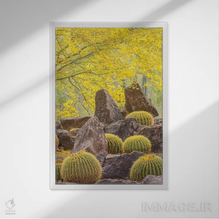 تابلو دکوراتیو Arizona, Desert Botanic Garden. Cactus garden and rocks.,آمر… اثر جینز گالری - نمای قابدار سفید