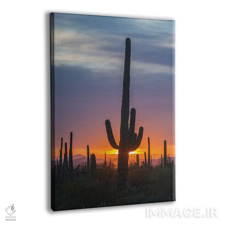 تابلو دکوراتیو Arizona, Saguaro National Park. Saguaro cactus at sunset.,آم… اثر جینز گالری - نمای پرسپکتیو محصول