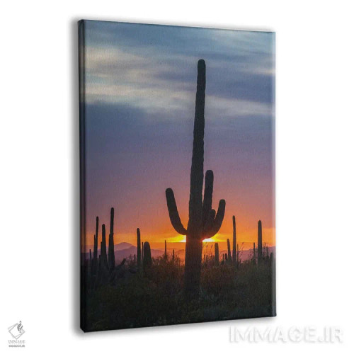 تابلو دکوراتیو Arizona, Saguaro National Park. Saguaro cactus at sunset.,آم… اثر جینز گالری - نمای پرسپکتیو محصول
