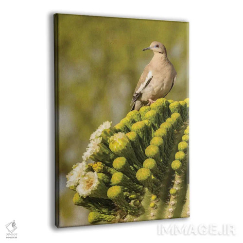 تابلو دکوراتیو Arizona, Sonoran Desert. White-winged dove on saguaro cactus… اثر جینز گالری - نمای پرسپکتیو محصول
