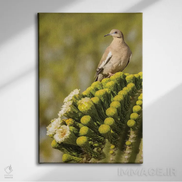 تابلو دکوراتیو Arizona, Sonoran Desert. White-winged dove on saguaro cactus… اثر جینز گالری - نمای روبهرو روی دیوار