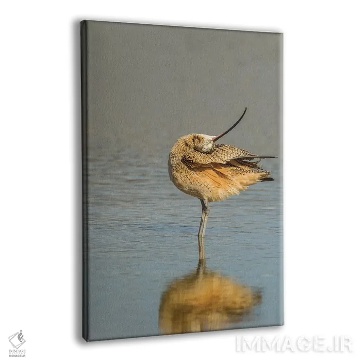 تابلو دکوراتیو California, San Luis Obispo. Long-billed curlew in water.,آم… اثر جینز گالری - نمای پرسپکتیو محصول