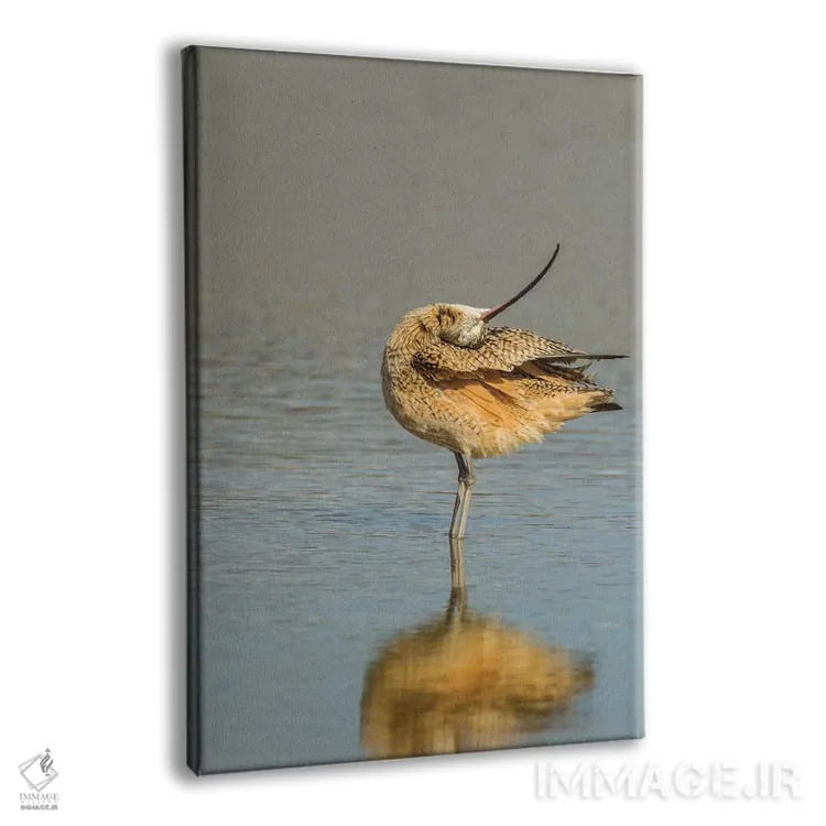 تابلو دکوراتیو California, San Luis Obispo. Long-billed curlew in water.,آم… اثر جینز گالری - نمای پرسپکتیو محصول