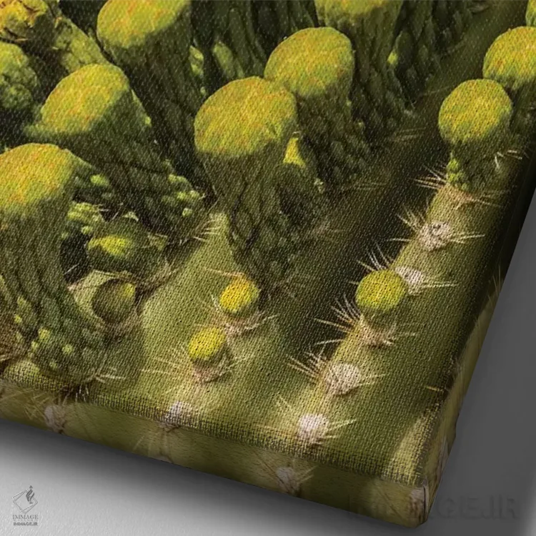 تابلو دکوراتیو Arizona, Sonoran Desert. White-winged dove on saguaro cactus… اثر جینز گالری - نمای نزدیک بافت بوم