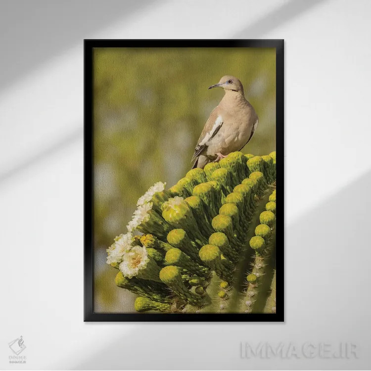 تابلو دکوراتیو Arizona, Sonoran Desert. White-winged dove on saguaro cactus… اثر جینز گالری - نمای قابدار مشکی