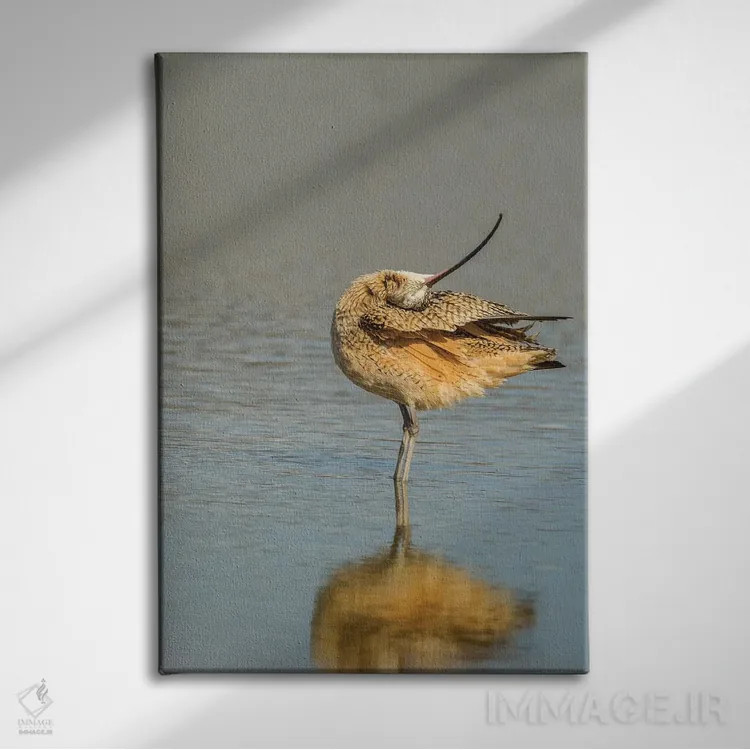 تابلو دکوراتیو California, San Luis Obispo. Long-billed curlew in water.,آم… اثر جینز گالری - نمای روبهرو روی دیوار