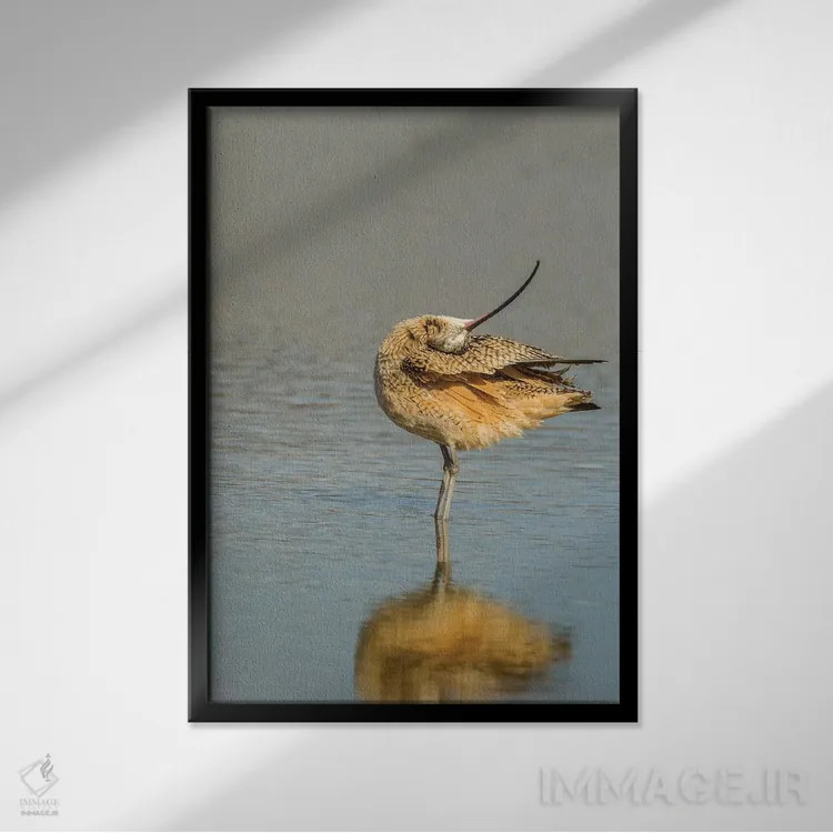 تابلو دکوراتیو California, San Luis Obispo. Long-billed curlew in water.,آم… اثر جینز گالری - نمای قابدار مشکی