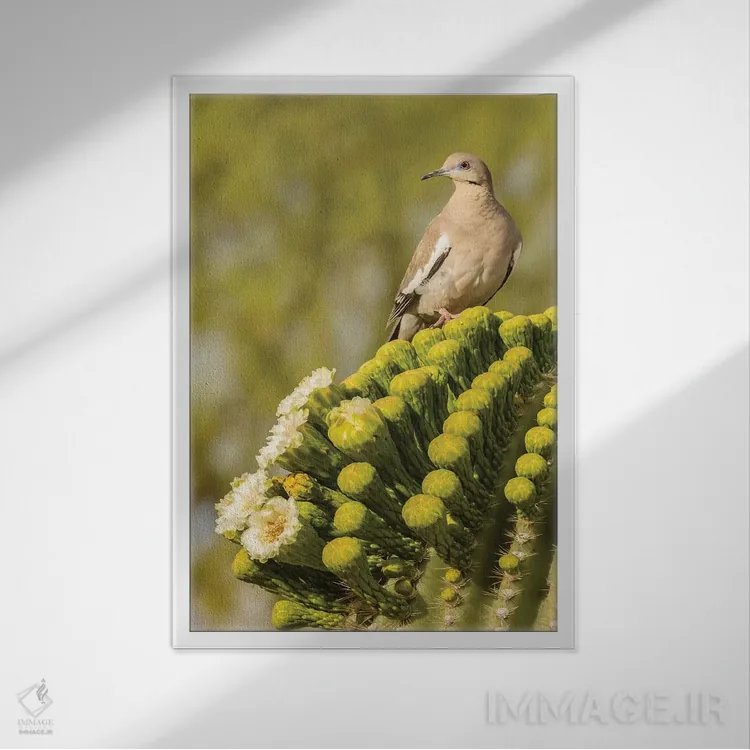 تابلو دکوراتیو Arizona, Sonoran Desert. White-winged dove on saguaro cactus… اثر جینز گالری - نمای قابدار سفید