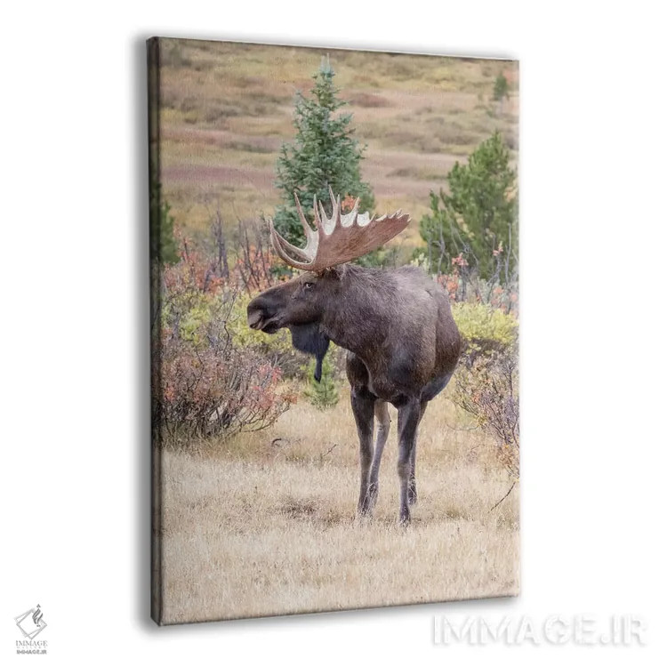 تابلو دکوراتیو Colorado, Cameron Pass. Bull moose with antlers.,آمریکا، کلر… اثر جینز گالری - نمای پرسپکتیو محصول