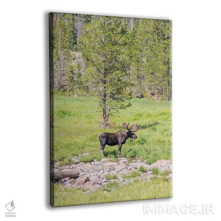 تابلو دکوراتیو Colorado, Cameron Pass. Bull moose with antlers.,آمریکا، کلر… اثر جینز گالری - نمای پرسپکتیو محصول