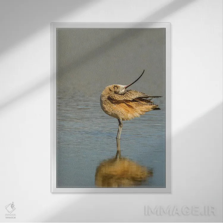 تابلو دکوراتیو California, San Luis Obispo. Long-billed curlew in water.,آم… اثر جینز گالری - نمای قابدار سفید