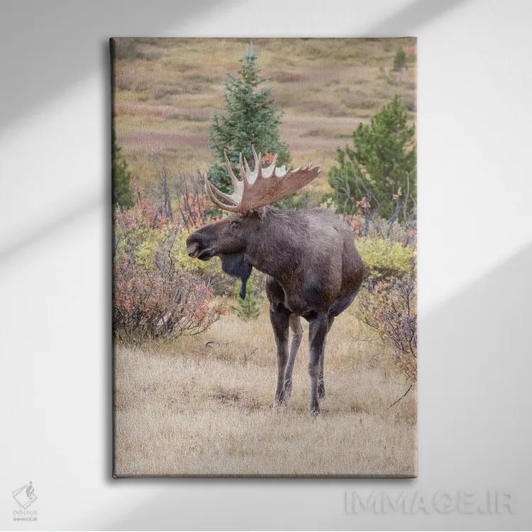 تابلو دکوراتیو Colorado, Cameron Pass. Bull moose with antlers.,آمریکا، کلر… اثر جینز گالری - نمای روبهرو روی دیوار