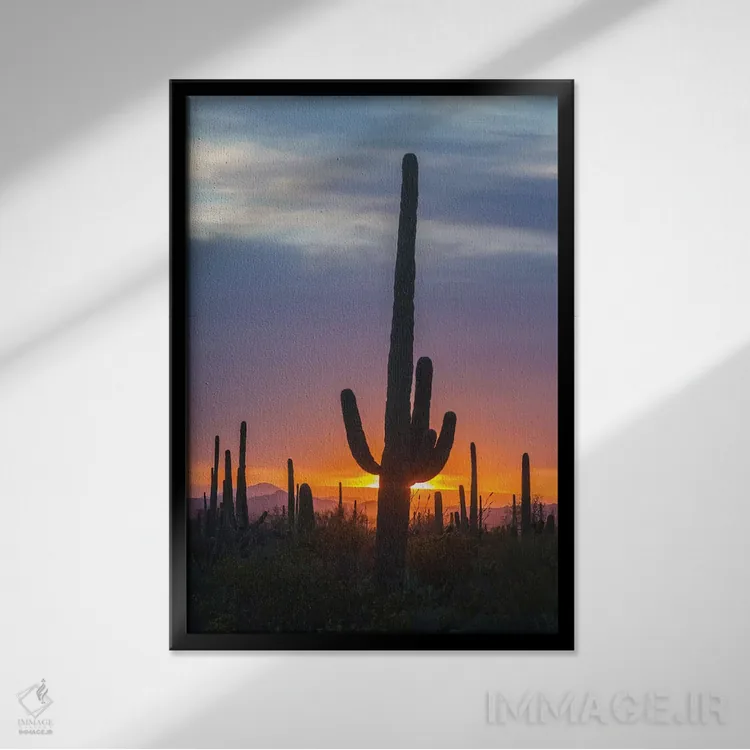 تابلو دکوراتیو Arizona, Saguaro National Park. Saguaro cactus at sunset.,آم… اثر جینز گالری - نمای قابدار مشکی