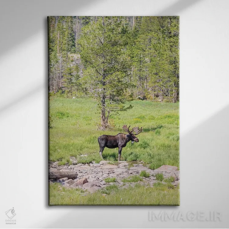 تابلو دکوراتیو Colorado, Cameron Pass. Bull moose with antlers.,آمریکا، کلر… اثر جینز گالری - نمای روبهرو روی دیوار