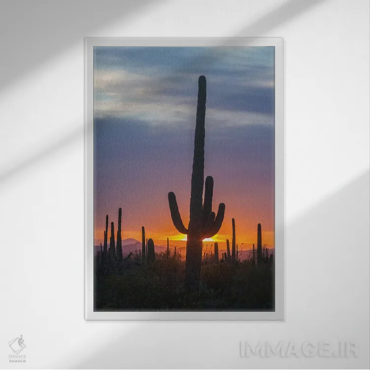 تابلو دکوراتیو Arizona, Saguaro National Park. Saguaro cactus at sunset.,آم… اثر جینز گالری - نمای قابدار سفید