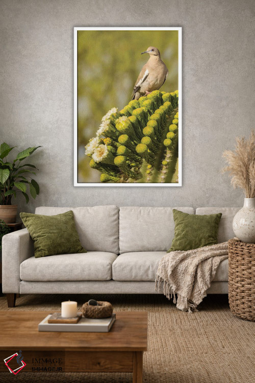 تابلو دکوراتیو Arizona, Sonoran Desert. White-winged dove on saguaro cactus… اثر جینز گالری - D1W