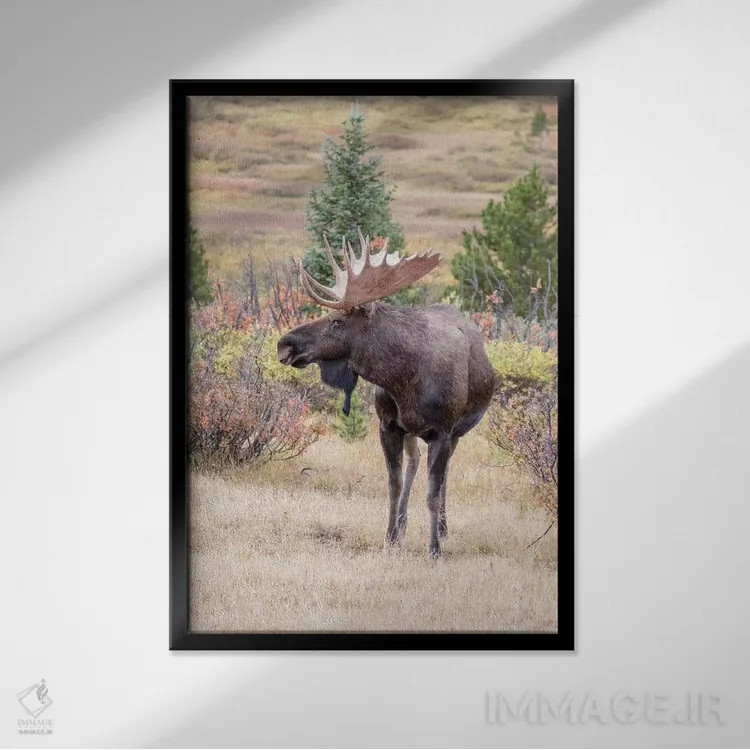 تابلو دکوراتیو Colorado, Cameron Pass. Bull moose with antlers.,آمریکا، کلر… اثر جینز گالری - نمای قابدار مشکی