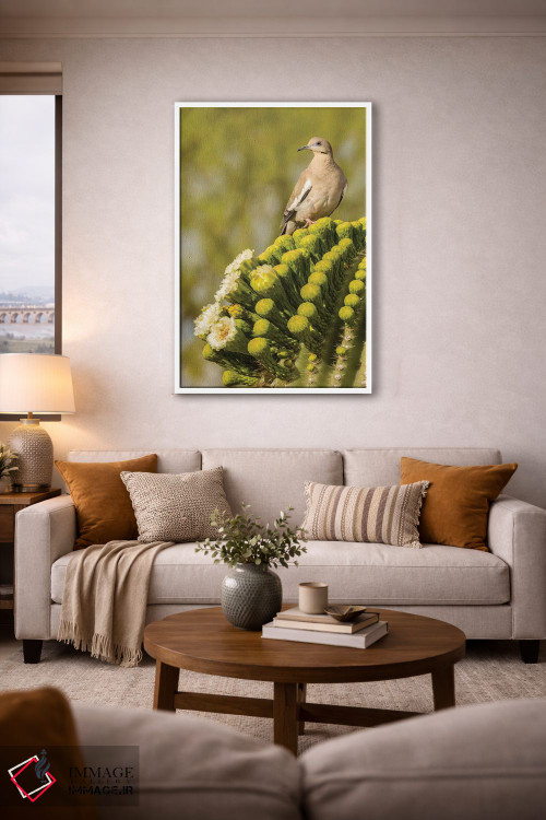 تابلو دکوراتیو Arizona, Sonoran Desert. White-winged dove on saguaro cactus… اثر جینز گالری - D3W