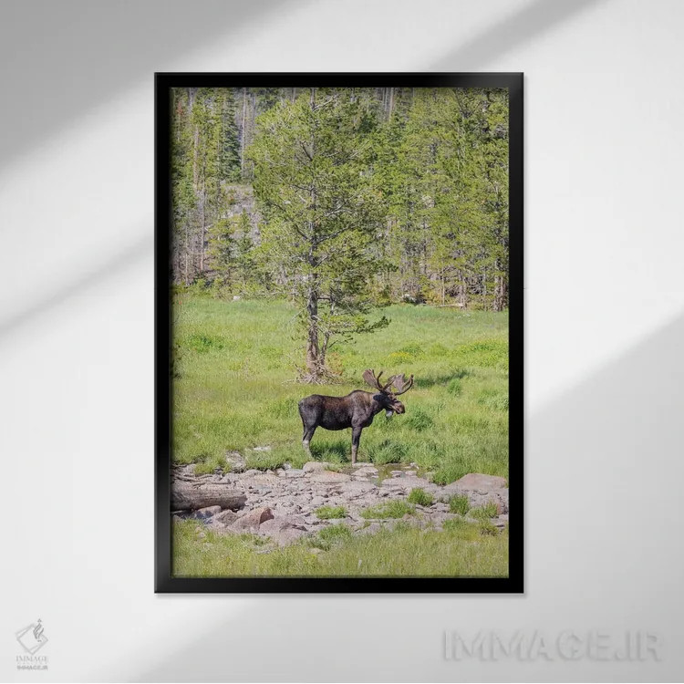 تابلو دکوراتیو Colorado, Cameron Pass. Bull moose with antlers.,آمریکا، کلر… اثر جینز گالری - نمای قابدار مشکی