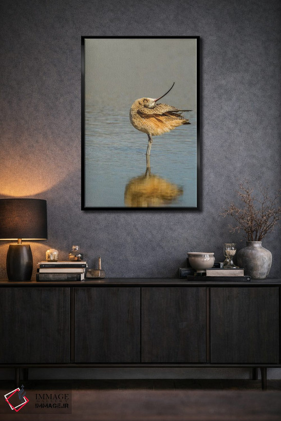 تابلو دکوراتیو California, San Luis Obispo. Long-billed curlew in water.,آم… اثر جینز گالری - D2B
