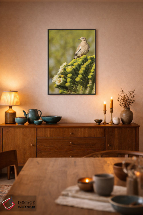 تابلو دکوراتیو Arizona, Sonoran Desert. White-winged dove on saguaro cactus… اثر جینز گالری - D6B