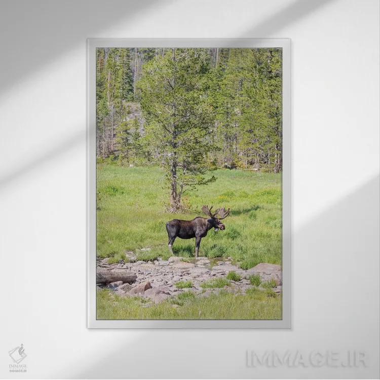 تابلو دکوراتیو Colorado, Cameron Pass. Bull moose with antlers.,آمریکا، کلر… اثر جینز گالری - نمای قابدار سفید
