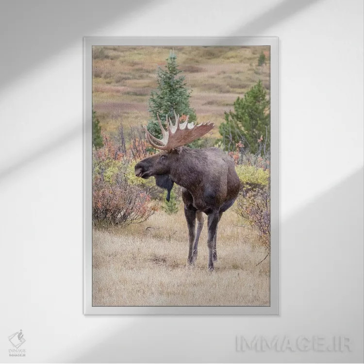 تابلو دکوراتیو Colorado, Cameron Pass. Bull moose with antlers.,آمریکا، کلر… اثر جینز گالری - نمای قابدار سفید