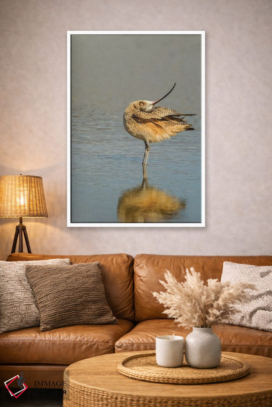 تابلو دکوراتیو California, San Luis Obispo. Long-billed curlew in water.,آم… اثر جینز گالری - D4W