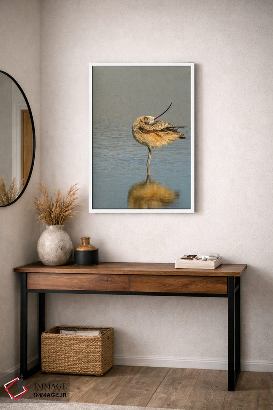 تابلو دکوراتیو California, San Luis Obispo. Long-billed curlew in water.,آم… اثر جینز گالری - D3W