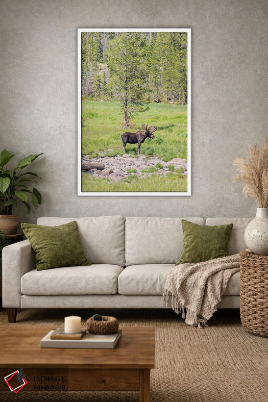 تابلو دکوراتیو Colorado, Cameron Pass. Bull moose with antlers.,آمریکا، کلر… اثر جینز گالری - D1W