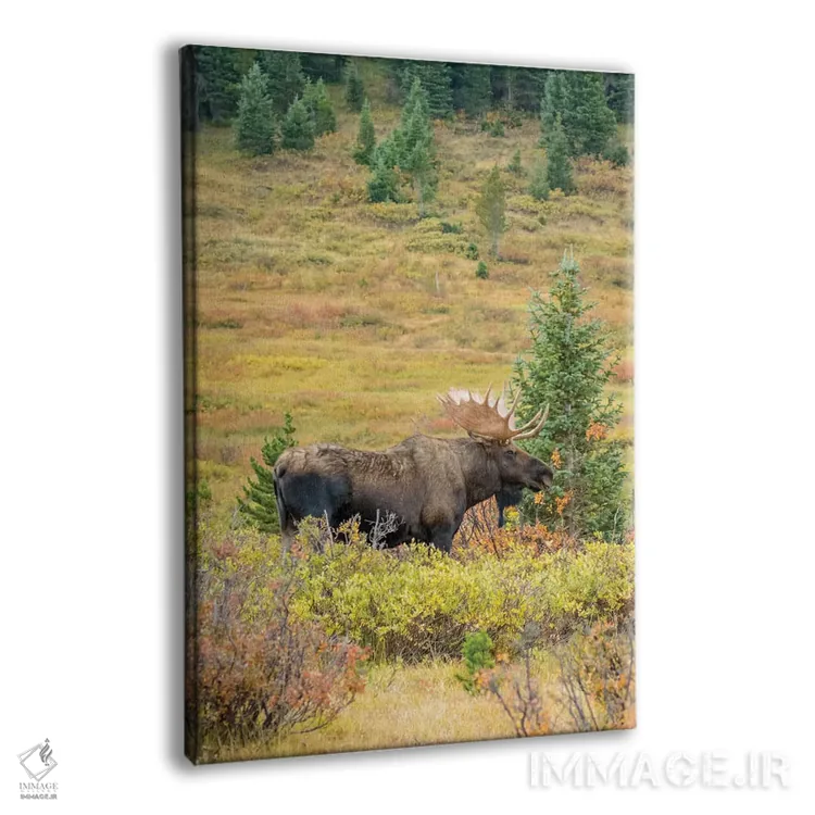 تابلو دکوراتیو Colorado, Cameron Pass. Bull moose with antlers.,آمریکا، کلر… اثر جینز گالری - نمای پرسپکتیو محصول