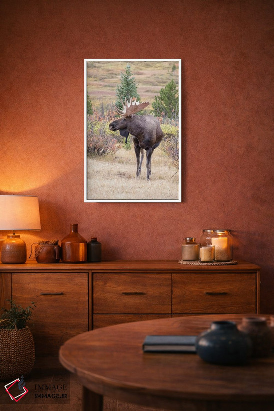 تابلو دکوراتیو Colorado, Cameron Pass. Bull moose with antlers.,آمریکا، کلر… اثر جینز گالری - D1W