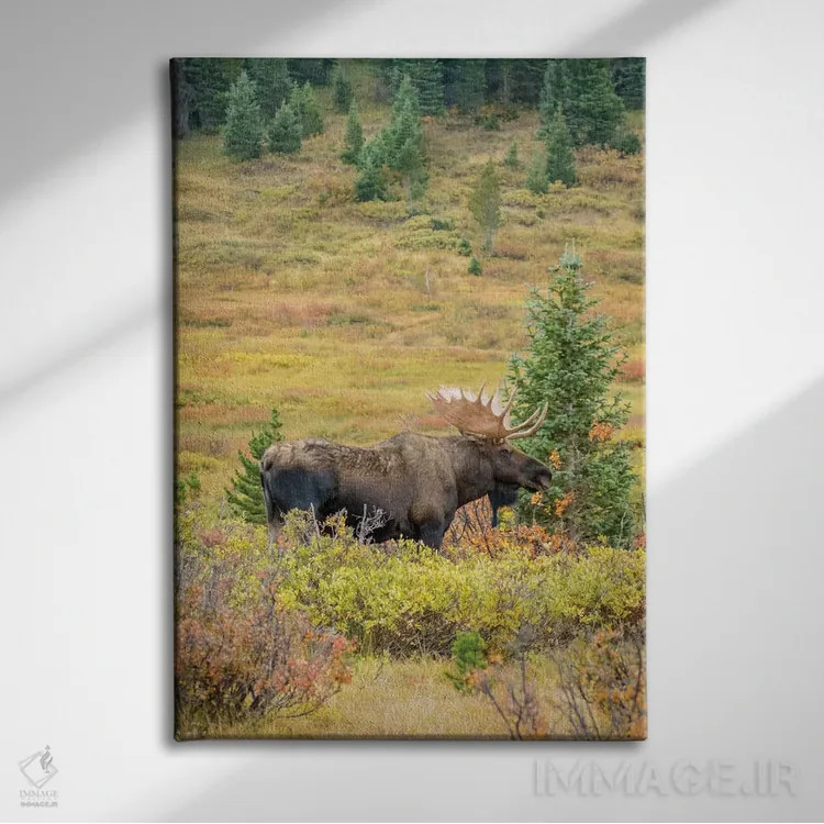 تابلو دکوراتیو Colorado, Cameron Pass. Bull moose with antlers.,آمریکا، کلر… اثر جینز گالری - نمای روبهرو روی دیوار