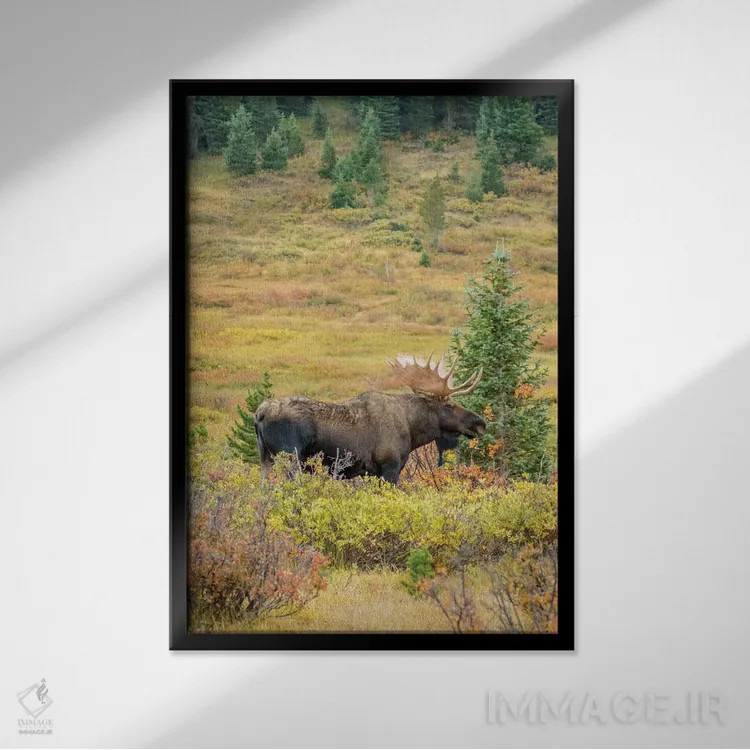 تابلو دکوراتیو Colorado, Cameron Pass. Bull moose with antlers.,آمریکا، کلر… اثر جینز گالری - نمای قابدار مشکی