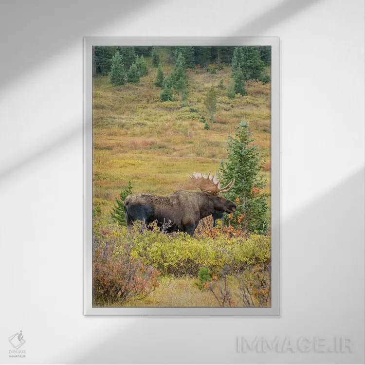 تابلو دکوراتیو Colorado, Cameron Pass. Bull moose with antlers.,آمریکا، کلر… اثر جینز گالری - نمای قابدار سفید
