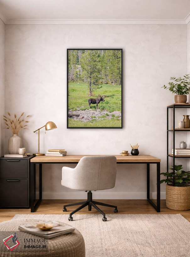 تابلو دکوراتیو Colorado, Cameron Pass. Bull moose with antlers.,آمریکا، کلر… اثر جینز گالری - D4B