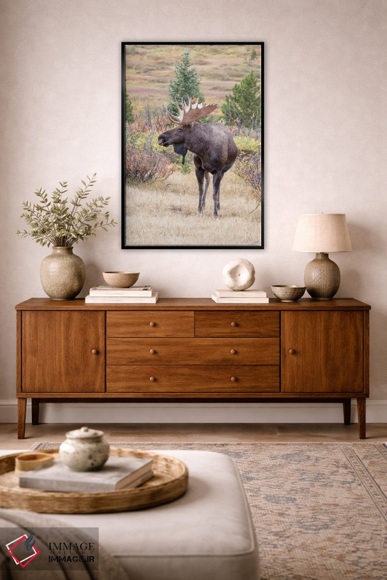 تابلو دکوراتیو Colorado, Cameron Pass. Bull moose with antlers.,آمریکا، کلر… اثر جینز گالری - D3B
