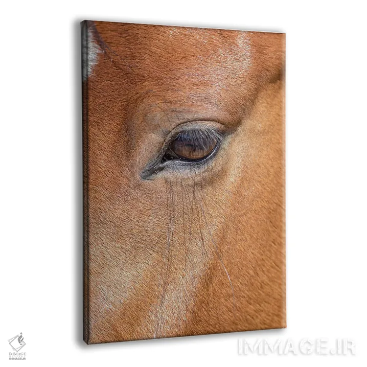 تابلو دکوراتیو Colorado, San Luis. Wild horse head close-up. USA, Colorado… اثر جینز گالری - نمای پرسپکتیو محصول