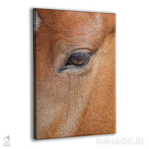 تابلو دکوراتیو Colorado, San Luis. Wild horse head close-up. USA, Colorado… اثر جینز گالری - نمای پرسپکتیو محصول