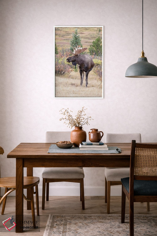 تابلو دکوراتیو Colorado, Cameron Pass. Bull moose with antlers.,آمریکا، کلر… اثر جینز گالری - D5W