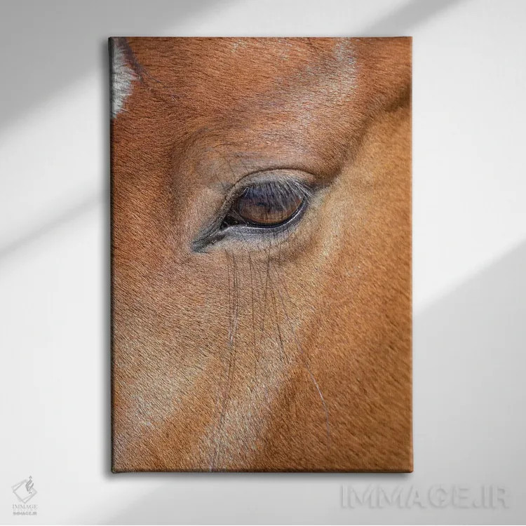 تابلو دکوراتیو Colorado, San Luis. Wild horse head close-up. USA, Colorado… اثر جینز گالری - نمای روبهرو روی دیوار