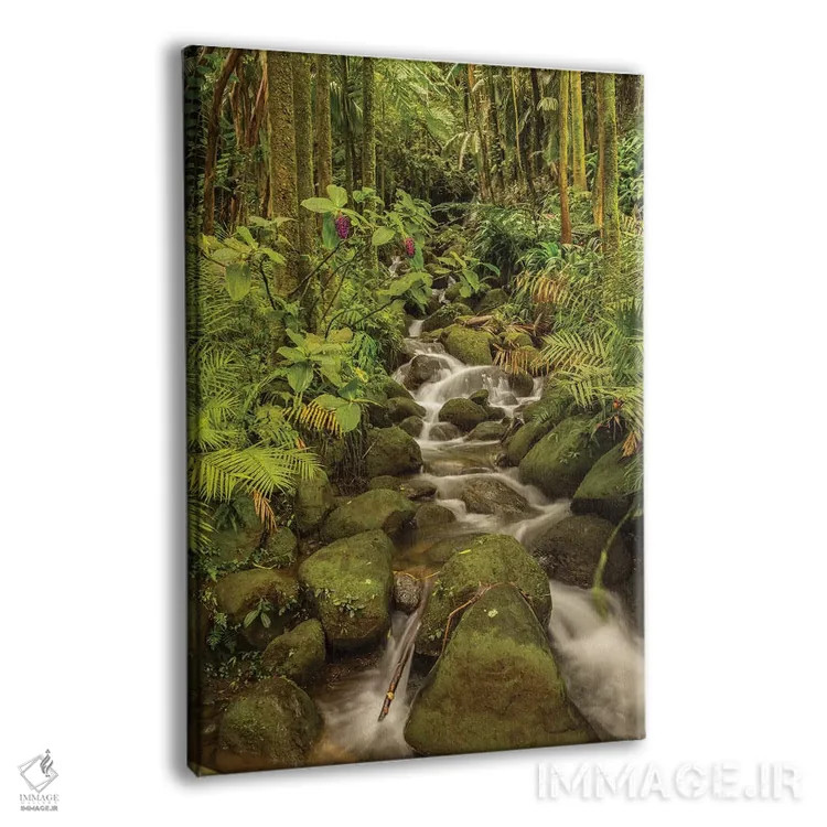 تابلو دکوراتیو Hawaii, Hawaii Tropical Botanical Garden. Tropical stream ca… اثر جینز گالری - نمای پرسپکتیو محصول